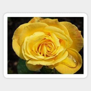 Yellow Rose Sticker